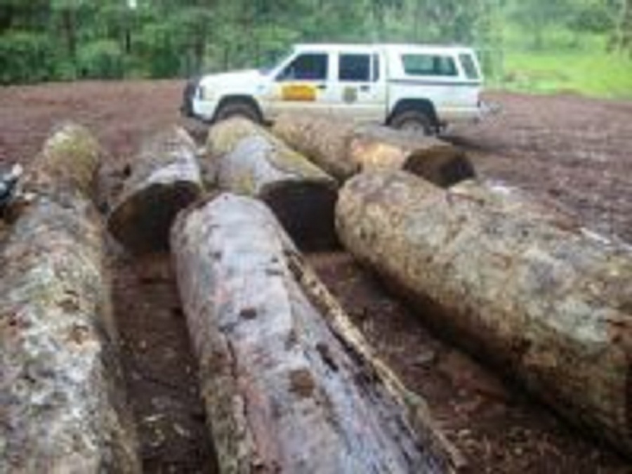 200x150-images-noticias_ambientais-julho2014-ibama-madeira