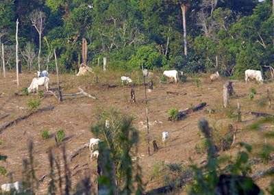 Criação-de-gado-em-área-desmatada-da-Amazônia