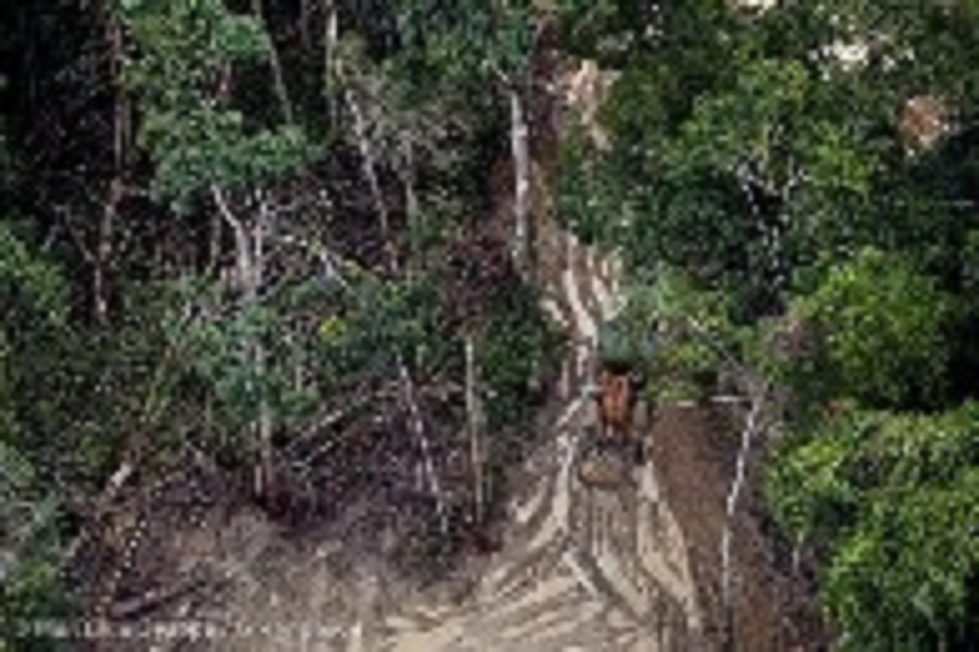 Logging in Para State