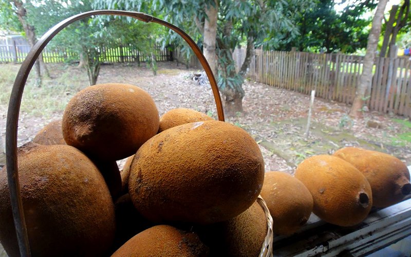 destaque-294670-cuusu