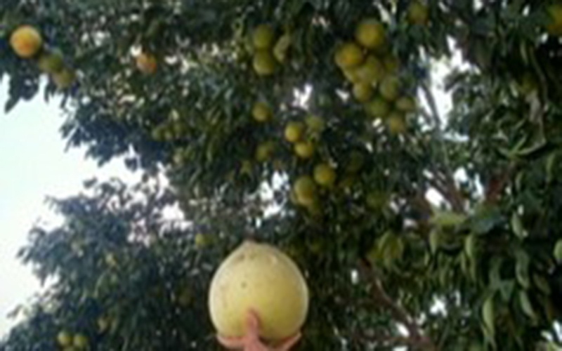 destaque-295726-laranja_02