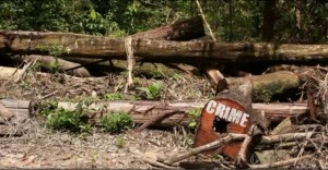 madeirailegal-300x156