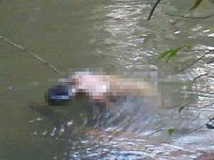 mortes2-rio-garças-porto-velho