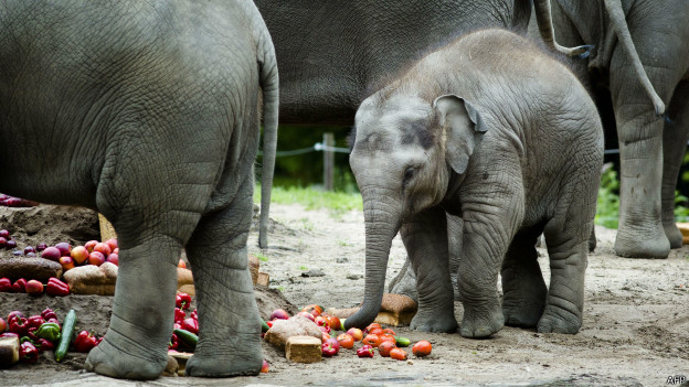 140818205402_elefante_afp_624x351_afp