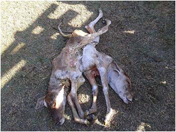 Bezerro-nasce-com-seis-patas-e-duas-cabeças