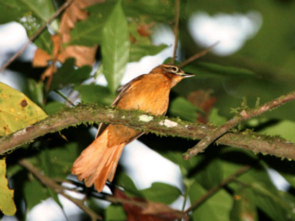 size_590_limpa-folha-do-nordeste