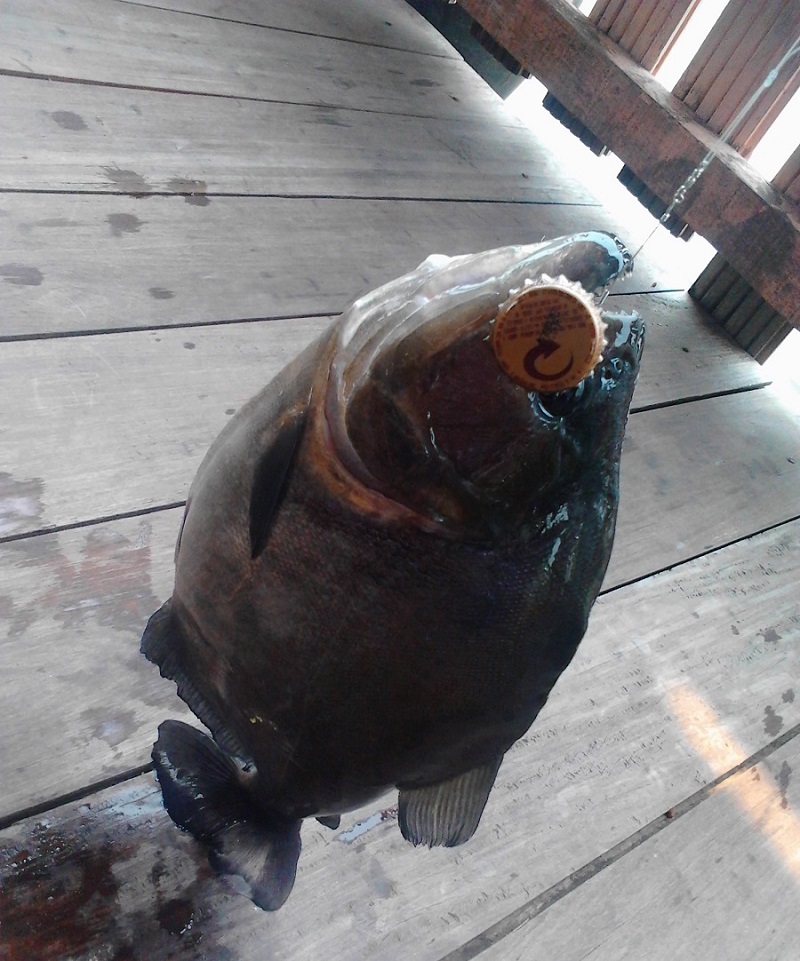 Peixe Fisgado com isca de tampa de garrafa
