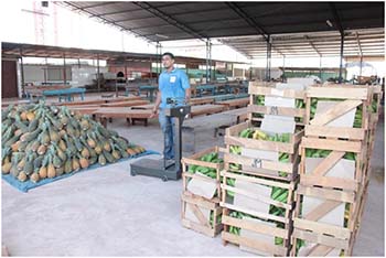 A-equipe-do-Programa-recebeu-os-produtos-dos-agricultores-cadastrados-no-PAA