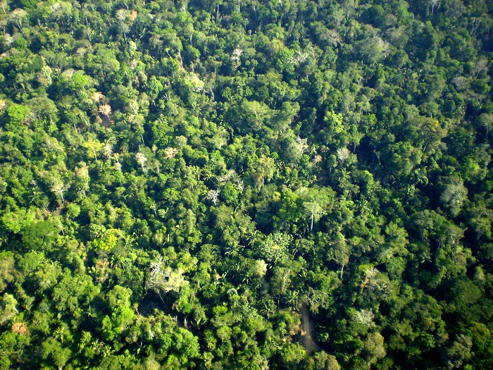 Comunidade_clímax_em_floresta