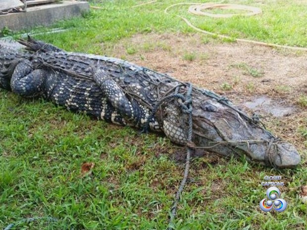 Animal permanece imobilizado até a visita de técnicos do Ibama (Foto: Reprodução/TV Amapá)