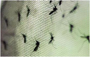 Mosquito-transmissotr-da-dengue