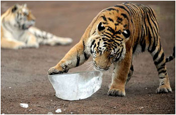 Tigre-que-matou-criança