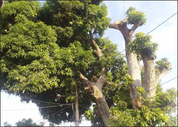 Uma-mangueira-antiga-ameaça-fiação-elétrica-e-casas-do-Residencial-Muiraquitã