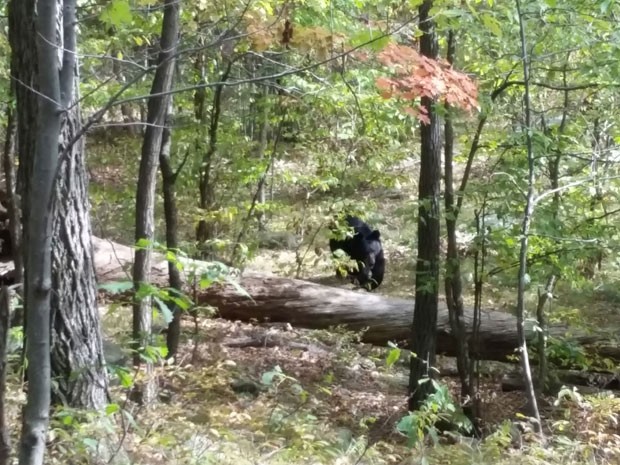 bear-attack-hiker-dea_fran