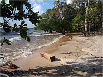 Área-da-Floresta-Nacional-do-Tapajós-Flona-em-Belterra