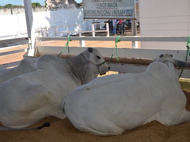 Período de vacinação encerrou no dia 30 de novembro. Quem não confirmar será punido
 (Foto: Luti Gomes/G1)