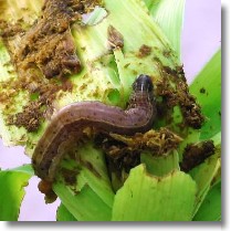 lagarta-do-cartucho
Foto: Embrapa