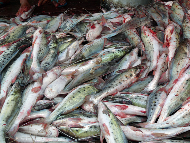 piracatinga (Calophysus macropterus) – Exemplares de boto-vermelho têm sido mortos e utilizados na pesca ilegal da piracantinga, peixe que se alimenta de carne morta. Cada boto morto é usado para capturar até uma tonelada de piracatinga (Foto: Divulgação/Ampa)