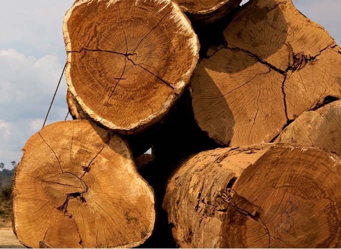 madeira folha de sao pualo