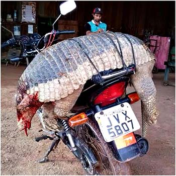 Animal-pesando-mas-de-40-quilos