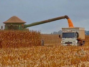 colheita_milho