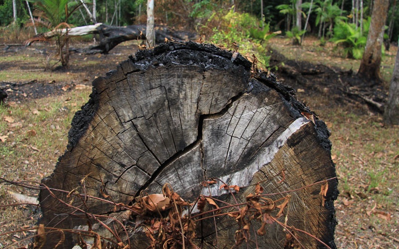 destaque-321732-arvore800x500