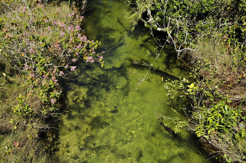 nascente_rio_cabacal_wwf_brasil_adriano_gambarini
