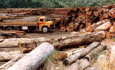 desmatamento_120905_brasilnovo