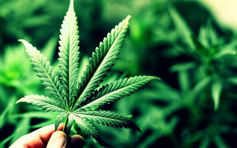 destaque-327407-destaque-302305-relatorio-maconha