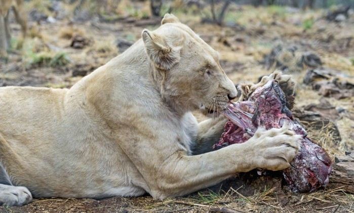 Uma leoa no Lions Park, em Joanesburgo - Flickr