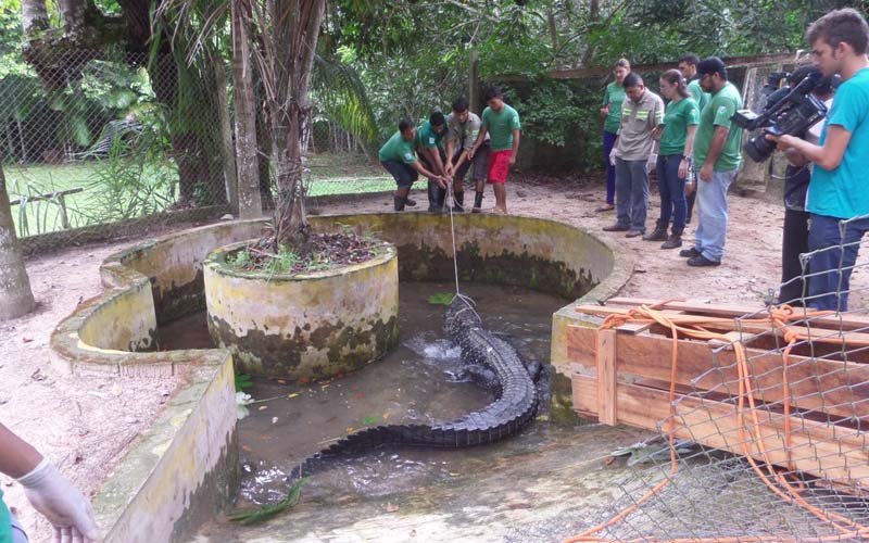 destaque-335170-jacare222