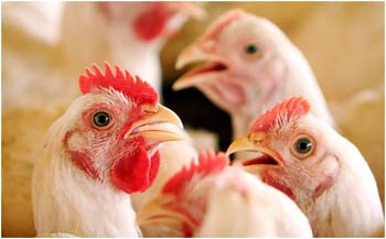 Entrada-de-aves-vivas-do-Tocantins-no-Pará-é-proibida