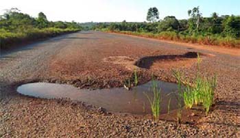 Plantações de milho e soja surgem nos buracos da Rodovia