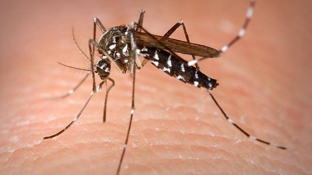 dengue