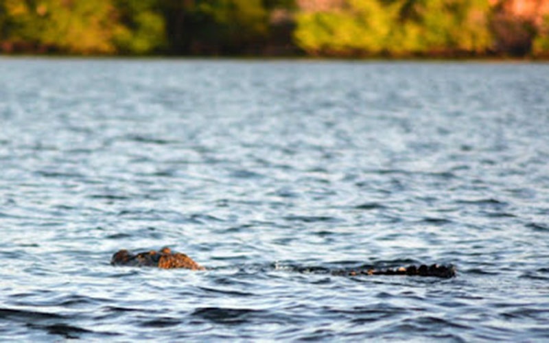 destaque-338505-jacare