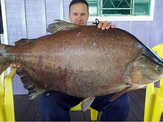 James Antônio exibe o maior peixe da vida dele (Foto: Arquivo pessoal/ James Antônio de Souza)
James Antônio exibe o maior peixe da vida dele (Foto: Arquivo pessoal/ James Antônio de Souza)