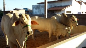 Touro comercializado no Leilão da Agropecuária Missassi.