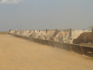 (Foto -Juliano Simionato)