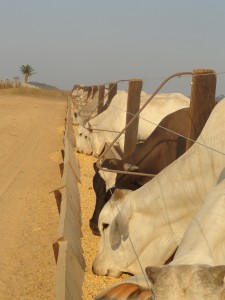 Foto Juliano Simionato