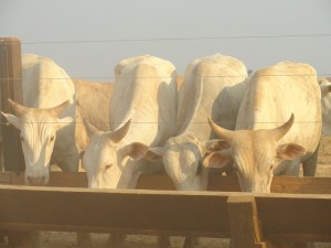 Confinamento em cocho (Foto-Juliano Simionato)