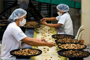 Preparo-da-Castanha-do-Pará