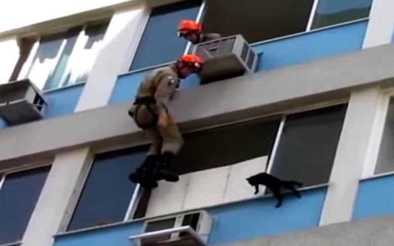 destaque-342601-gato