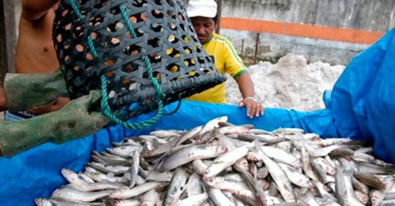 destaque-344746-pescador955