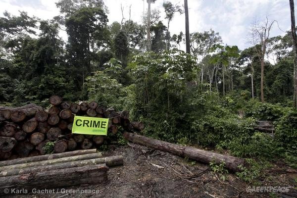 A palavra "crime" denuncia a retirada ilegal de madeira dentro do assentamento Corta-Corda, no Pará. (© Karla Gachet / Greenpeace)
