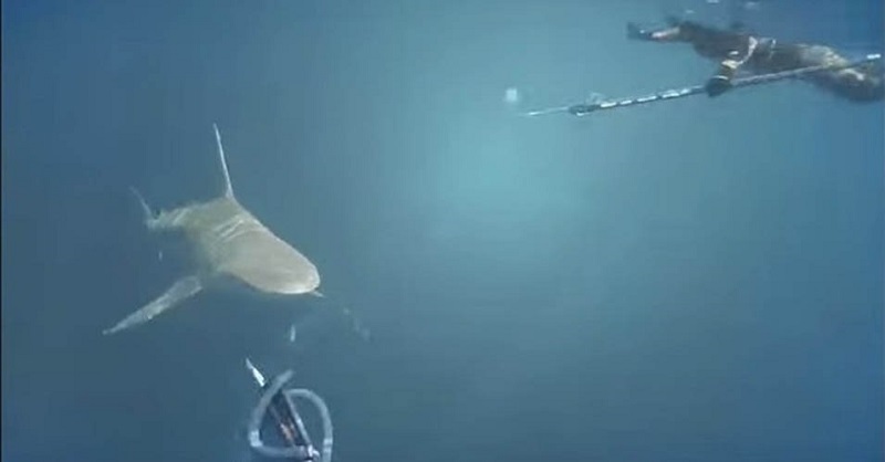 destaque-346471-tubarao