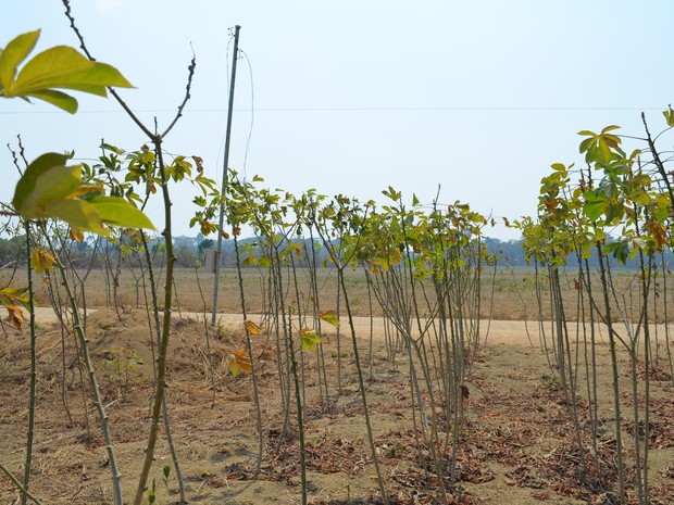 Plantio de mandioca e plantio de soja no fundo (Foto: Aritana Aguiar/Do G1 Santarém)-