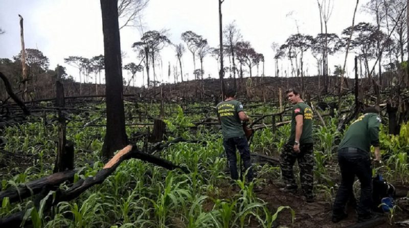 Fiscalização IBAMA em Novo Progresso (Foto divulgação Ibama).