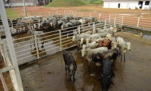 Bovinos Pronto para Abate