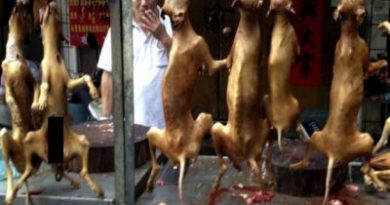 Festival de Cachorro