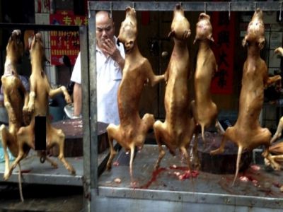 Festival de Cachorro